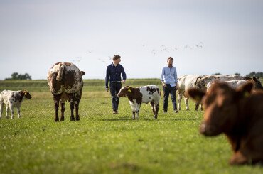 DSM en Meatable werken samen aan gecultiveerd vlees