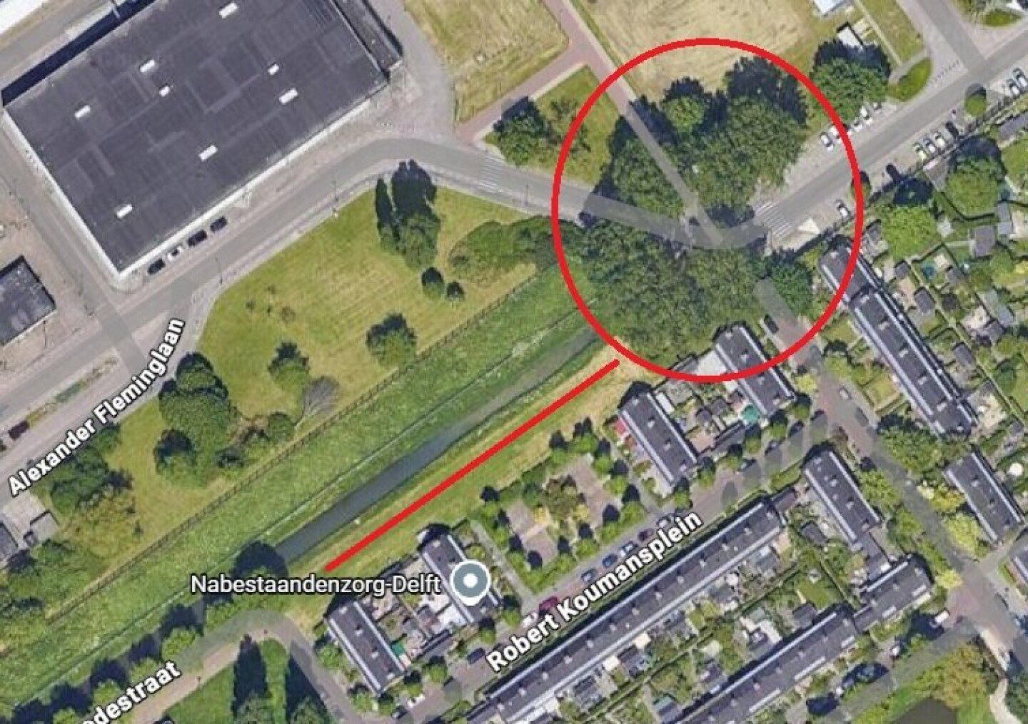 Pruning work on poplar trees at Wallerstraat and Parkweg