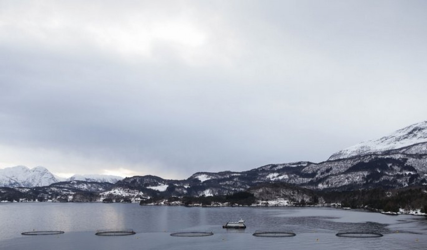 Veramaris' marine algal oil helps Norwegian farmer to produce sustainable raised salmon