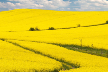 CanolaPRO™ Hoogwaardig eiwit uit landbouwreststroom